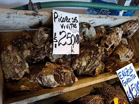 giant barnacle: a species of large barnacle Austromegabalanus psittacus and its edible flesh, native to Peru and...