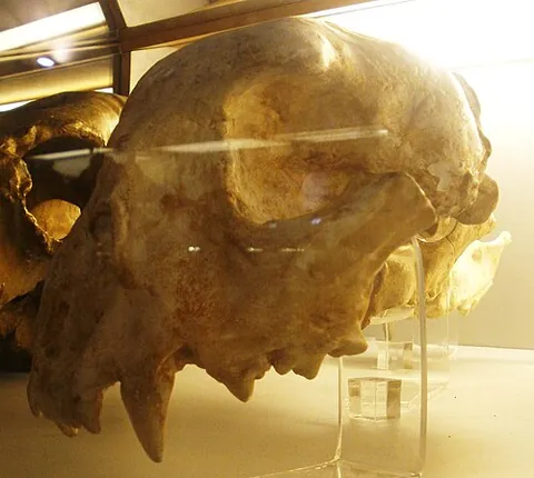 giant cheetah: any of the species †Acinonyx pardinensis of extinct felids, related to the modern cheetah but...