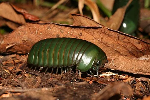 giant emerald pill millipede: zoosphaerium neptunus, the largest species of pill millipede. It is endemic to Madagascar and...