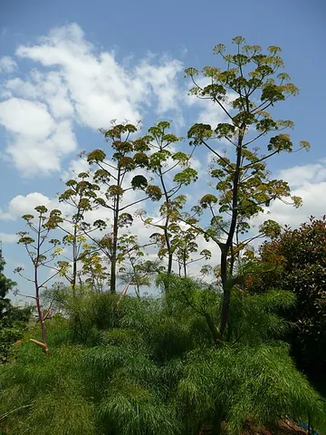 giant fennel: ferula communis, a tall herbaceous perennial (not a true fennel), of the family Apiaceae, native to...