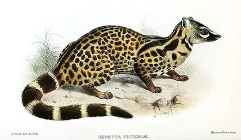 giant forest genet: genetta victoriae, a species of carnivorous mammal, related to linsangs and civets