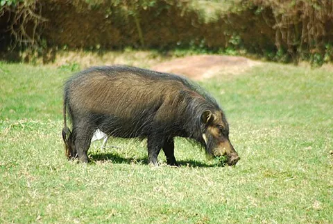 giant forest hog: hylochoerus meinertzhageni, a large pig living in the jungles of West and Central Africa