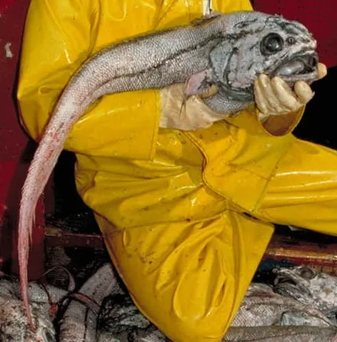giant grenadier: a very large species of rattail fish, Albatrossia pectoralis, found in the north Pacific from...