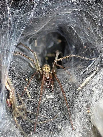 giant house spider: any of certain large house spiders, formerly in species Tegenaria duellica, now in three species...