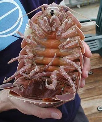 giant isopod: any of several very large marine isopods of the genus Bathynomus, known for being the largest of...