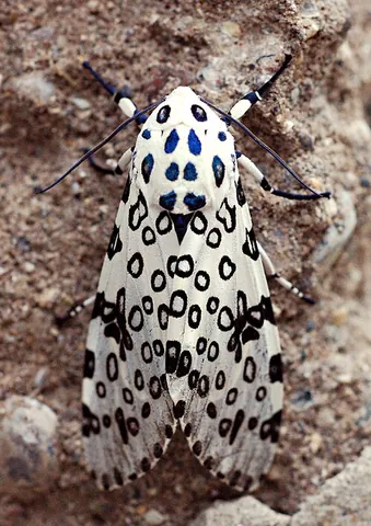 giant leopard moth: hypercompe scribonia, a species of tiger moth