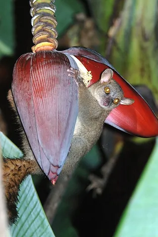 giant mouse lemur: any of the strepsirrhine primates of genus Mirza