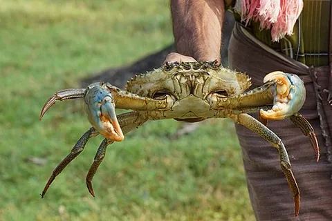 giant mud crab: scylla serrata, a species of crab