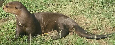 giant otter: a South American mustelid, Pteronura brasiliensis, that can reach 1.7m in length