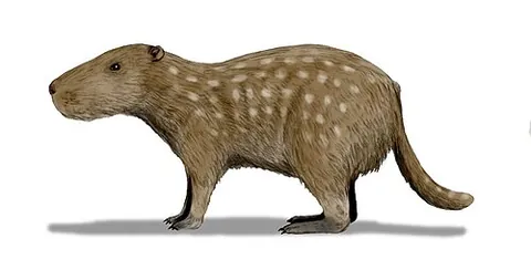 giant pacarana: josephoartigasia monesi, an extinct species of large land rodent that lived in modern-day Uruguay