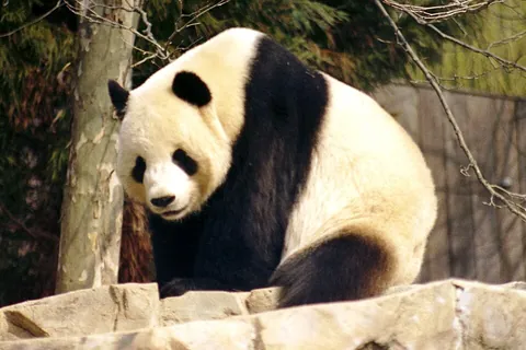 giant panda: a rare, black and white mammal, Ailuropoda melanoleuca, in the ursid (bear) family