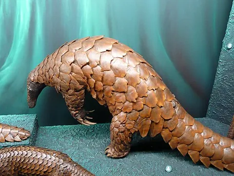 giant pangolin: a pangolin of species Manis gigantea of tropical parts of western Africa and western central Africa