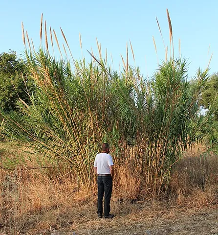 giant reed: arundo donax, native to the Mediterranean