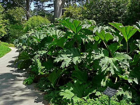 giant rhubarb: the plant Gunnera tinctoria and its edible stems, native to southern Chile