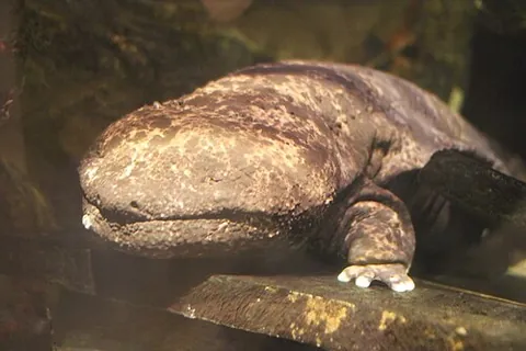 giant salamander: any of the large amphibians in the family Cryptobranchidae