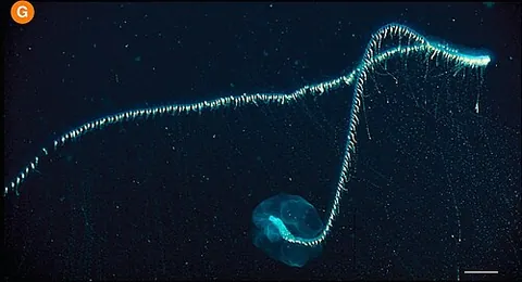 giant siphonophore: a species of gigantic siphonophore, Praya dubia, growing up to 50 m (160 ft) in length; it lives in...
