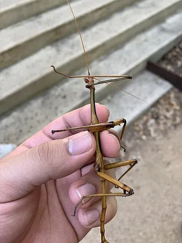 giant walking stick: megaphasma denticrus, a species of green, brown or gray stick bug which is the largest insect in...