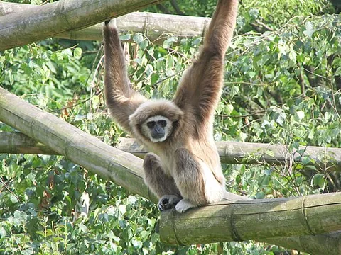 gibbon: a small, arboreal ape of the family Hylobatidae with long limbs, which they use to travel through...
