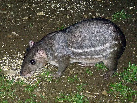 gibnut: a paca (“a large rodent of the genus Cuniculus native to Central America and South America, which...