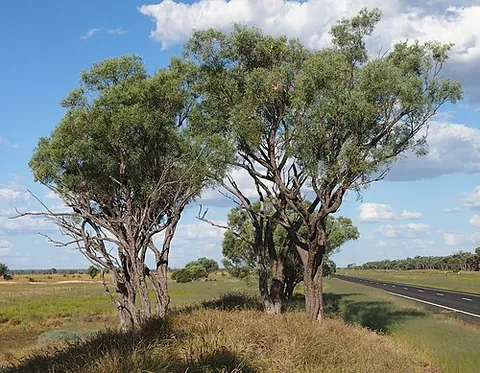 gidgee: any of various trees of the genus Acacia, especially Acacia cambagei