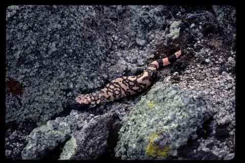 gila monster: a venomous lizard, Heloderma suspectum, that lives in the deserts of the southwestern USA and...