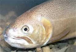 gila trout: a salmonid of species Oncorhynchus gilae, related to the rainbow trout, native to the southwestern...