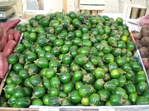 gilo: fruit of the scarlet eggplant (Solanum aethiopicum)