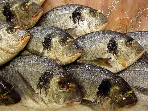 gilthead: a marine fish, Sparus aurata (gilt-head bream), with a golden-coloured head; the giltpoll