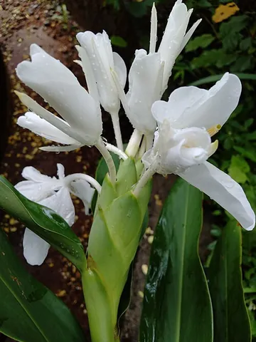 ginger lily: any of several plants of the genera Alpinia and Hedychium belonging to the ginger family...