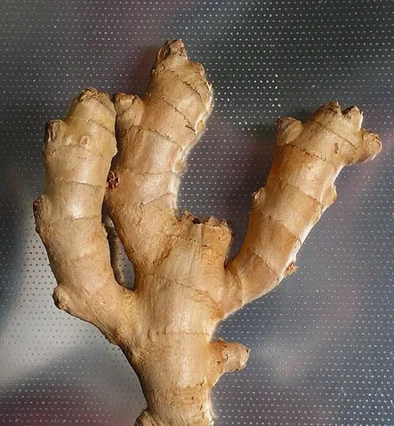 ginger root: ginger, the underground stem, or rhizome, of the plant Zingiber officinale