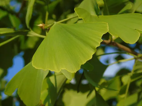 ginkgo: any trees native to China with small, fan-shaped leaves and edible seeds