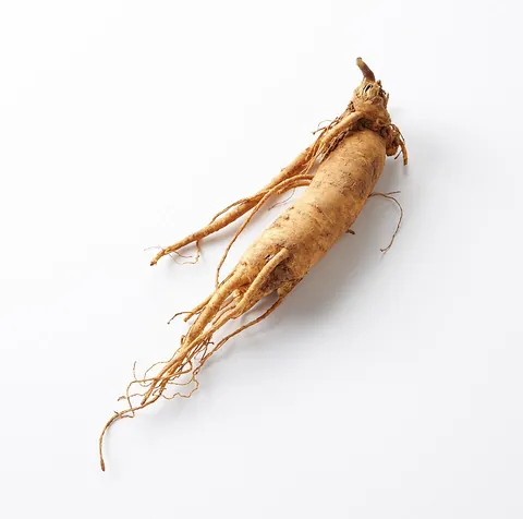 ginseng: any plant of two species of the genus Panax (Panax ginseng and Panax quinquefolius), having forked...