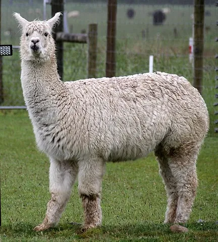 giraffe sheep: a llama or alpaca