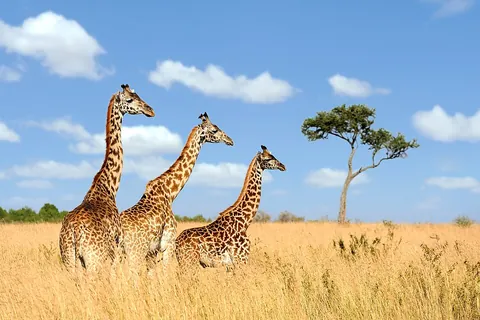 giraffe: a ruminant in the genus Giraffa of the African savannah with long legs, a highly elongated neck,...