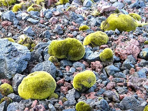 glacier mouse: a ball of moss, often surrounding a rock, that moves across a glacier