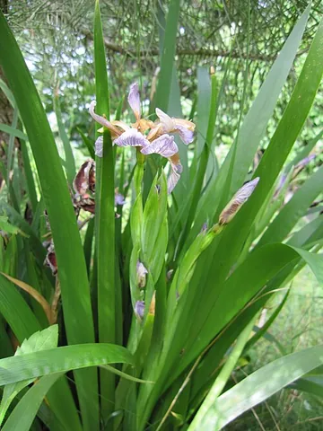 gladen: sword grass