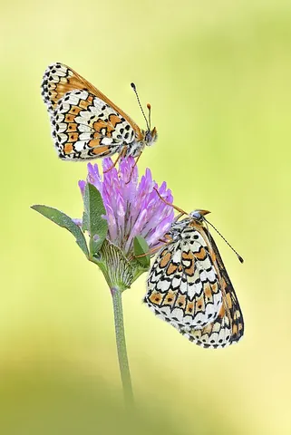 glanville fritillary: an orange and brown chequered butterfly (Melitaea cinxia), with distinctive cream and orange...