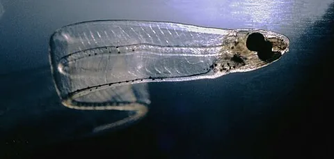 glass eel: transparent larva of an eel