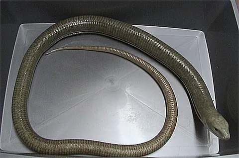 glass lizard: a member of the subfamily Anguinae, comprising some twenty extant species of legless lizards