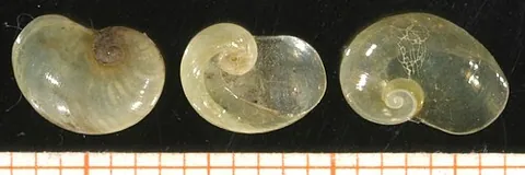 glass snail: certain land snails in family Vitrinidae, having shells of an especially glassy texture, especially...