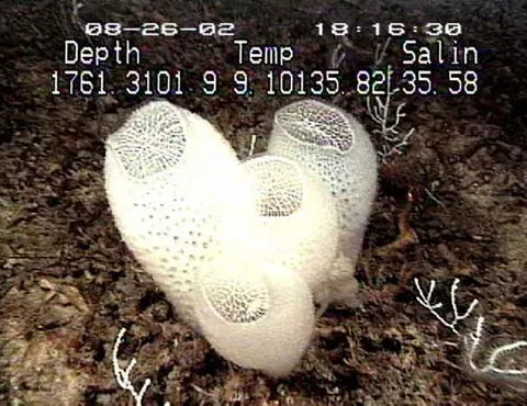 glass sponge: any organism of the class Hexactinellida of sponges, which has a skeleton made of four-pointed or...