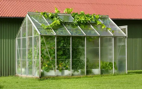 glasshouse: a greenhouse, especially one for commercial use