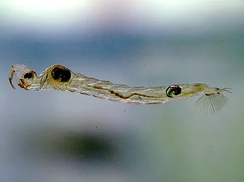 glassworm: a phantom midge larva in the family Chaoboridae, which lives in freshwater and is nearly transparent