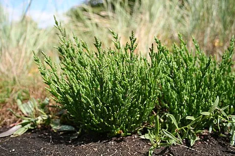 glasswort: any plant of the salt-tolerant genus Salicornia (syn. Sarcocornia), once burned to produce the ash...