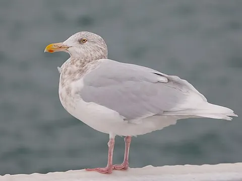 glaucous gull: larus hyperboreus, a large gull which breeds in the Arctic