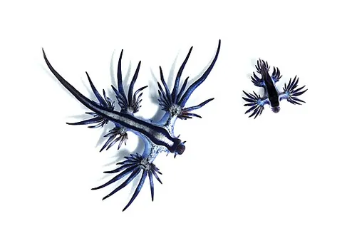 glaucus: any member of the genus Glaucus of nudibranchiate mollusks, found in the warmer latitudes, swimming...