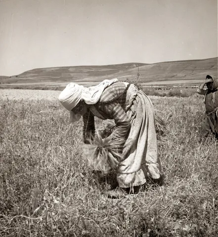 glean: to collect (fruit, grain, or other produce) from a field, an orchard, etc., after the main...