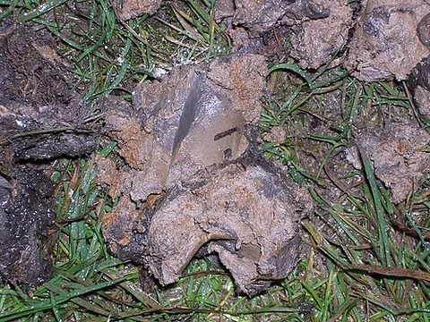 gley: a type of hydric soil, sticky, greenish-blue-grey in colour and low in oxygen
