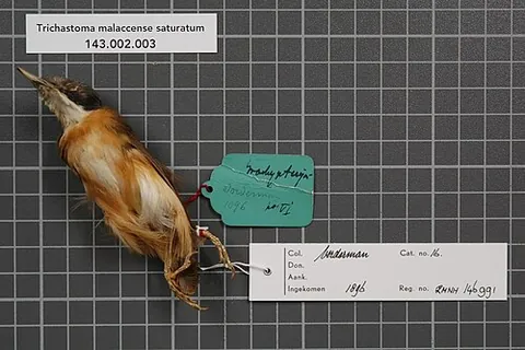 glissando babbler: pellorneum saturatum, a species of bird found in Indonesia