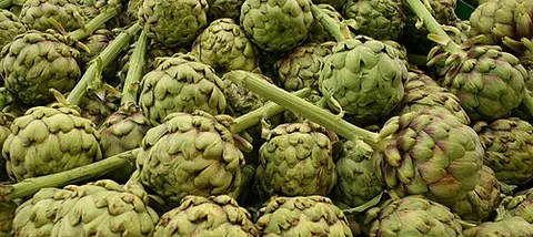 globe artichoke: a variety of artichoke, Cynara cardunculus cultivated for food